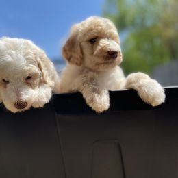 Goldendoodle All Grown Up from Cali Doodles Gone South