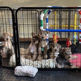 "Everybody at 9 weeks 🥰" Lakeland Terrier Puppies from Wakefield Lakelands