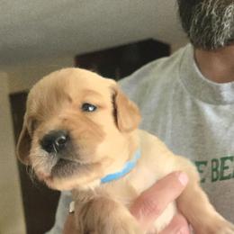 Aurora - Golden female Golden Retriever puppy in Portland, Oregon from Mount Hood Golden Retrievers