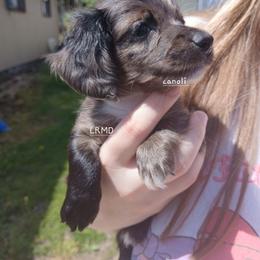 Canoli - Dapple male Dachshund puppy in West Alexandria, Ohio from Low Ryder Mini Dachshunds