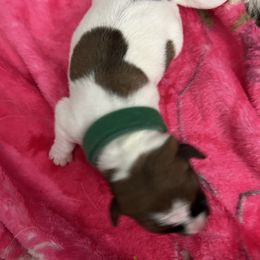 Russell Terrier Puppies from Claddagh Pastures