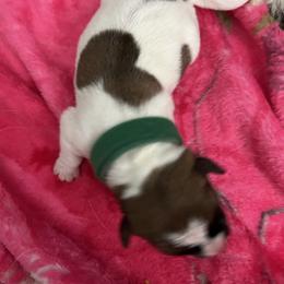 Russell Terrier Puppies from Claddagh Pastures