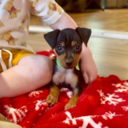 Video Benny - Black and rust male Miniature Pinscher puppy in Eatonton, Georgia from TNT Puppies