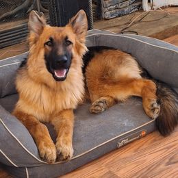 German Shepherd Puppies from Ocoee Valley German Shepherd Dogs