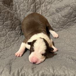 Girl 3 - Red female Border Collie puppy in Centerville, Washington from Forthright Farms