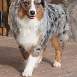 Marshmallow - Miniature Australian Shepherd