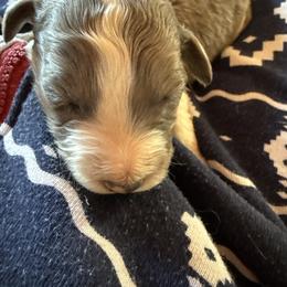 Boy 2 - Blue merle male Aussiedoodle puppy in Four Oaks, North Carolina from RoseWest Farms
