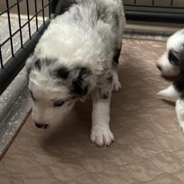Border Collie Puppies from Roaring River Border Collies
