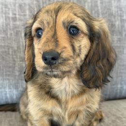 Nellie - Brindle female Dachshund puppy in Tonopah, Arizona from Brandie's Dachshunds