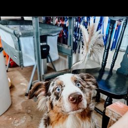 Judd - Australian Shepherd