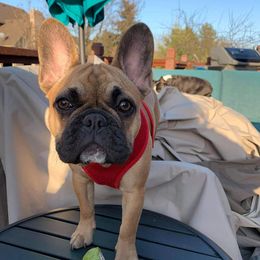 French Bulldogs from Forever Yours Frenchies