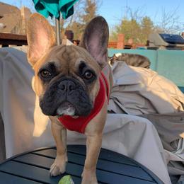 French Bulldogs from Forever Yours Frenchies