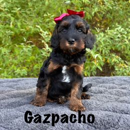 Monarch Gazpacho - Tri-color female Australian Labradoodle puppy in Rochester, Michigan from Monarch Labradoodles