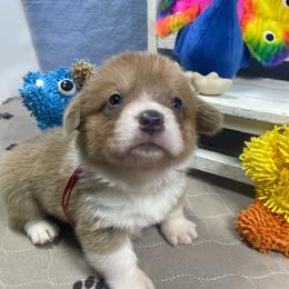 Mark - Sable male Pembroke Welsh Corgi puppy in Apison, Tennessee from Ashmore Corgis