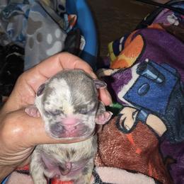 Lilac merle - Blue female French Bulldog puppy in Summerville, Tennessee from R&J Frenchie