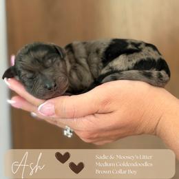 Ash - Merle male Goldendoodle puppy in Easley, South Carolina from Our Darling Doodles