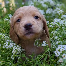 Dachshund Puppies from Az's B&B Doxies