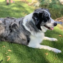 Border Collies from Sierra Peak