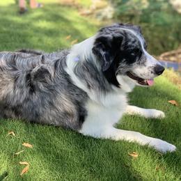 Border Collies from Sierra Peak