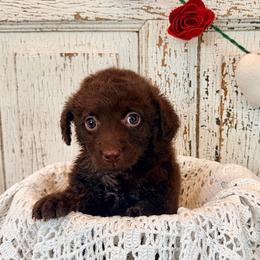 Zuzu (Lena) - Chocolate female Labradoodle puppy in Bruceton Mills, West Virginia from Adonai Ra'ah Farms