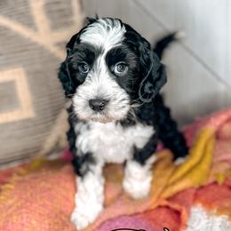 Fern - Black and chalk female Australian Labradoodle puppy in Decatur, Alabama from Southern Meadows Doodles