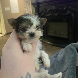 Tiny parti boy - Parti male Yorkshire Terrier puppy in Cleveland, Ohio from Angels Ohio yorkies