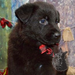 German Shepherd Puppies from Validus Pastoris Kennels