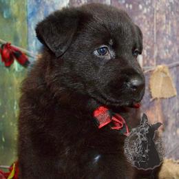 German Shepherd Puppies from Validus Pastoris Kennels