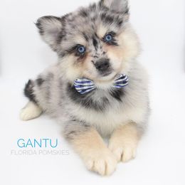 Pomsky Puppies from Florida Pomskies