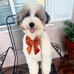 Elio - Blue merle male Bernedoodle puppy in Oak Hills, California from High Desert Doodles