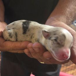Blue Male - White and blue merle male Border Collie puppy in Bradley, South Carolina from DiCola Farm
