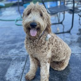 Dolly - Goldendoodle