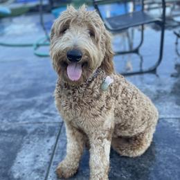 Dolly - Goldendoodle
