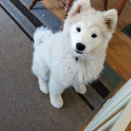 Samoyed Puppies from Limelight Samoyeds