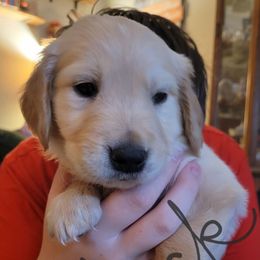 Black Collar - Light golden male Golden Retriever puppy in Brush Prairie, Washington from Paradise Peaks