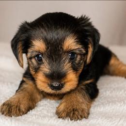 Duke - Black and tan male Yorkshire Terrier puppy in Broxton, Georgia from More Than Family