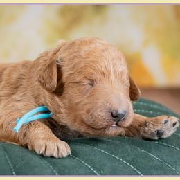 Paul - Red  male Goldendoodle puppy in Connersville, Indiana from Deaz Doodle Ranch
