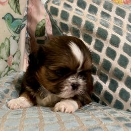 Sunny - Red and white female Shih Tzu puppy in Statesboro, Georgia from Magnolia Small Breeds