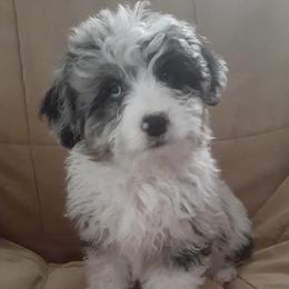 Spruce - Blue merle Aussiedoodle puppy in Soap Lake, Washington from Desert Rose Doodles