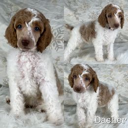 Dasher - Parti Poodle puppy in Swansboro, North Carolina from Monarch Standard Poodles
