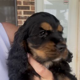 Teal boy - Black white and tan male Cocker Spaniel puppy in Justin, Texas from Flud Farm Cocker Spaniels