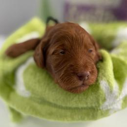 Lily Pad - Red  female Goldendoodle puppy in Moreno Valley, California from Rainbow SoCal Doodles