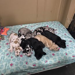 Great Dane Puppies from Mountain Valley Danes