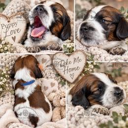 Mr. Blue-2400 - Piebald male Dachshund puppy in Sparr, Florida from From the Heart Doxies
