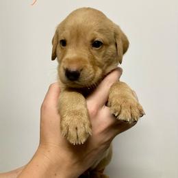 Orange - Yellow male Labrador Retriever puppy in Newaygo, Michigan from Royal Oak Gundogs