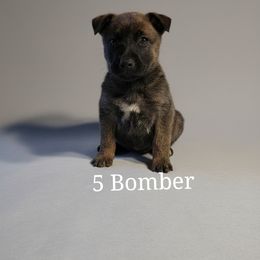 Belgian Malinois Puppies from k9defend
