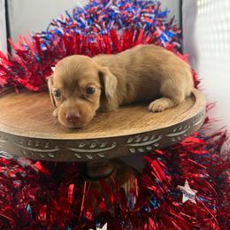 MWF2 - Dapple female Dachshund puppy in Carthage, Texas from Rafter C Ranch Doxies