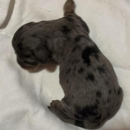 Girl 1 - Dapple female Dachshund puppy in Harriet, Arkansas from B&K Dachshunds