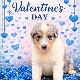 Ty - Blue merle white and tan male Collie puppy in Carencro, Louisiana from Cajun Bayou's Collies LLC