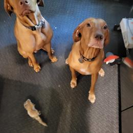 Baeleigh - Vizsla